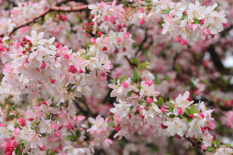 spring, bloom, blossom, cherry, flowering plant, flower, pink color, freshness, fragility, plant, beauty in nature, vulnerability, springtime, close-up, growth, tree, nature, petal, no people, cherry blossom, flower head, day, inflorescence, outdoors, cherry tree, pollen, softness, bunch of flowers, 4K, CC0, public domain, royalty free
