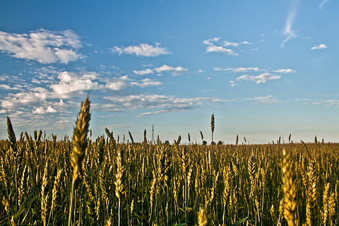 Getreidefeld, wolkig, Umgebung, Feld, Korn, Himmel, Weizen, Wachstum, Landwirtschaft, Ernte, ländliche Szene, Pflanze, Landschaft, Getreidepflanze, Ruhe, Schönheit in der Natur, Bauernhof, Land, wolke - himmel, ruhige Szene, Natur, Szenen - Natur, keine Leute, Tag, draußen, Stiel, Hafer - Ernte, 4K, CC0, gemeinfrei, lizenzfrei