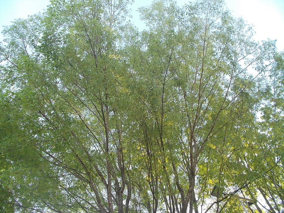 mexicà, tepic, arbre, planta, vista d’angle baix, creixement, dia, cap gent, bellesa a la natura, naturalesa, cel, a l'aire lliure, color verd, tranquil·litat, branca, fons, marc complet, tronc de l'arbre, llum solar, tronc, bosc, terra, copa de l'arbre, bambú - planta, 4K