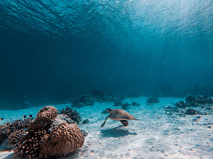 tortue brune sous l'eau, sous-marin, mer, eau, la faune des animaux, animaux à l'état sauvage, la vie marine, thèmes animaux, animal, Marin, nager, corail, la nature, invertébré, vertébré, bleu, sport, récif, poisson, plongée en apnée, plongée sous-marine, 4K, CC0, domaine public, libre de droits