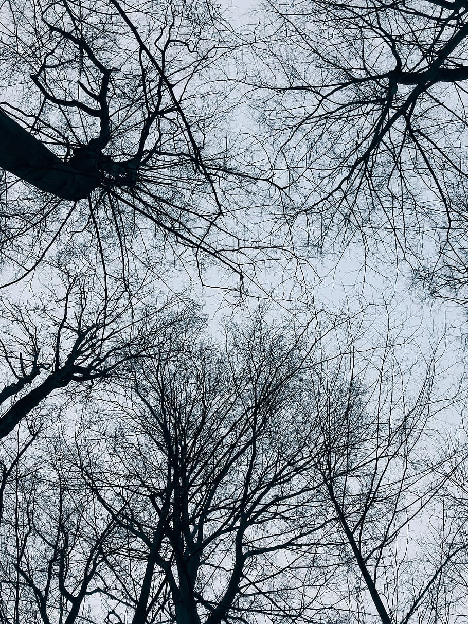 træ, plante, træstamme, vinter, træer, , vinterhimmel, gran, abies, silhuet, natur, vejr, udendørs, Spir, arkitektur, bygning, tårn, nåletræ, asfalt, afdeling, bare træ, lav vinkel visning, himmel, ingen mennesker, ro, skønhed i naturen, dag, bagagerum, scenics - natur, vækst, træ baldakin, 4K