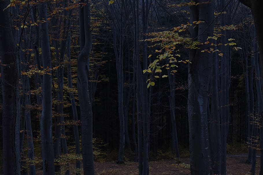 groene bladbomen, daglicht, milieu, Bos, landschap, natuur, toneel-, boomtakken, bomen, bossen, fabriek, boom, land-, groei, kalmte, schoonheid in de natuur, boomstam, romp, geen mensen, bos-, buitenshuis, rustige scène, scenics - natuur, dag, niet-stedelijke scène, deel van de plant, bamboe - plant, naaldboom, 5K