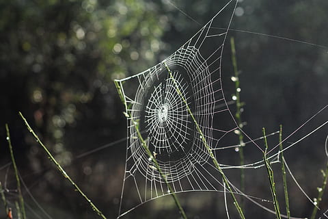 bianca, ragnatela, selettivo, fotografia a fuoco, web, fragilità, vulnerabilità, concentrarsi sulle conoscenze acquisite, avvicinamento, ragno, temi animali, nessuno, animale, giorno, aracnide, complessità, natura, artropodo, modello naturale, invertebrato, intrappolati, bellezza nella natura, all'aperto, pianta, concentrico, 5K