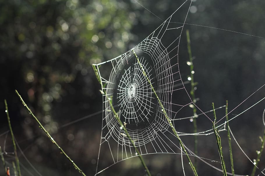 blanc, teranyina, selectiu, focalitzar la fotografia, web, fragilitat, vulnerabilitat, centrar-se en primer pla, primer pla, aranya, temes d'animals, cap gent, animal, dia, aràcnids, complexitat, naturalesa, artròpode, patró natural, invertebrat, atrapat, bellesa a la natura, a l'aire lliure, planta, concèntric, 5K