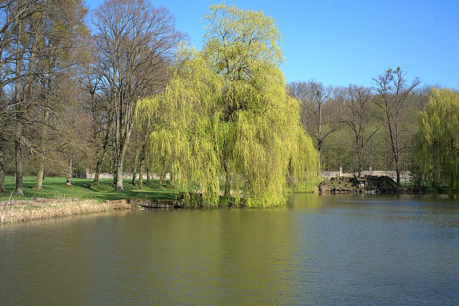 jaro, rybník, calden, strom, jezero, voda, park, Příroda, zahrada, zelená, zemědělství, krajina, životní prostředí, scénický, slunečního světla, nebe, rostlina, krása v přírodě, klid, nábřeží, scenics - příroda, klidné scény, den, nikdo, odraz, růst, mimoměstské scény, zelená barva, idylický, venku, Vrba, 5K