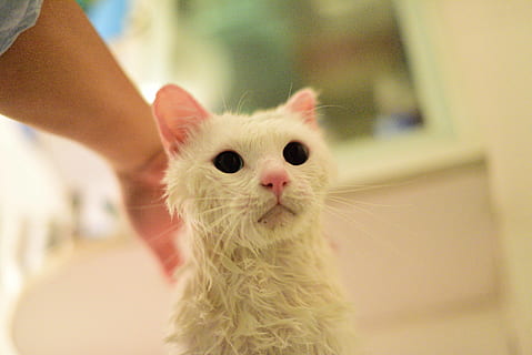 kat, kæledyr, indenlandske, pattedyr, husdyr, et dyr, hånd, menneskelig hånd, indendørs, en person, menneskelig kropsdel, indenlandske kat, fokus på forgrunden, feline, portræt, kigger på kameraet, nuttet, killing, bakkenbart, kæledyr ejer, omsorg, blødhed, finger, 5K, CC0, offentligt domæne, royaltyfrie