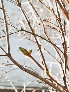arbre marcat de color marró, planta, llum, arbre, naturalesa, ocell, animal, full, home, noia, la vida, sol, fora, primavera, noi, dona, newlife, M'agrada, gent, càlid, branca, bellesa a la natura, cap gent, creixement, dia, flor, centrar-se en primer pla, primer pla, animals a la natura, un animal, enfocament selectiu, fauna animal, planta amb flors, temes d'animals, a l'aire lliure, posat, 4K, CC0, domini públic, lliure de regalies