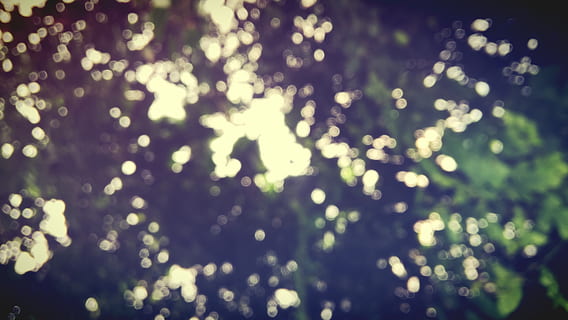 Baum, Unscharf gestellt, beleuchtet, keine Leute, Natur, draußen, Pflanze, Hintergründe, Schönheit in der Natur, Bewegung, Lichtanlage, Sonnenlicht, Tag, Licht - natürliches Phänomen, Ruhe, selektiver Fokus, Feier, glänzend, glühend, Muster, abstrakt, Licht, hell, hell erleuchtet, 2K, CC0, gemeinfrei, lizenzfrei