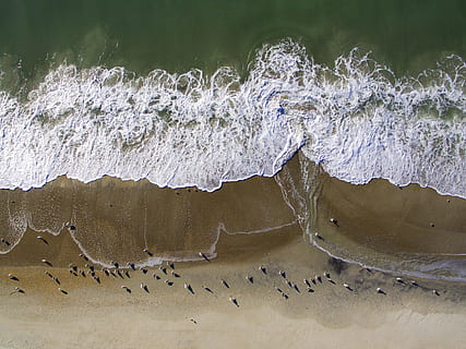 kustzicht, buitenshuis, zee, water, natuur, oceaan, golven, vogel, dier, strand, zand, structuur, kustlijn, kust, zeeleven, rif, antennes, vogelstand, schaduw, meeuwen, dieren in het wild, dierenleven, dag, grote groep dieren, gewerveld, land-, geen mensen, dierlijke thema's, schoonheid in de natuur, groep dieren, scenics - natuur, beweging, Golf, zwerm vogels, 2K, CC0, publiek domein, royaltyvrij