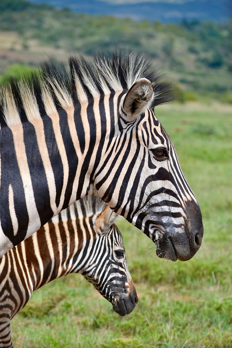 dos, zebres, de cara, de costat, mamífer, zebra, animal, vida salvatge, sabana, pastures, naturalesa, a l'aire lliure, camp, menjar, cavall, poltre, lleó, zoo, arna, papallona, insecte, invertebrat, cavall de poltre, temes d'animals, fauna animal, animals a la natura, un animal, ratlles, safari, herba, cap gent, part del cos dels animals, vertebrats, vista lateral, planta, cap d’animals, animals domèstics, dia, herbívors, semiàrid, vista del perfil, 4K