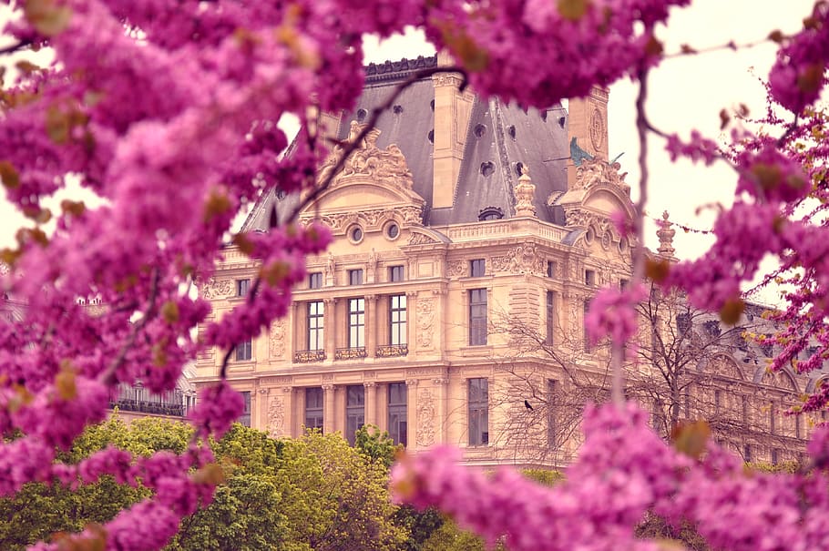 primavera, Parigi, fioritura, albero, giardino, Francia, architettura, città, storico, piante, fiori, pianta, fiore, pianta fiorita, colore rosa, struttura costruita, esterno dell'edificio, natura, crescita, freschezza, fragilità, fiorire, nessuno, giorno, vulnerabilità, costruzione, all'aperto, bellezza nella natura, viola, fiore di ciliegio, giardino ornamentale, letto di fiori, ciliegio, 4K