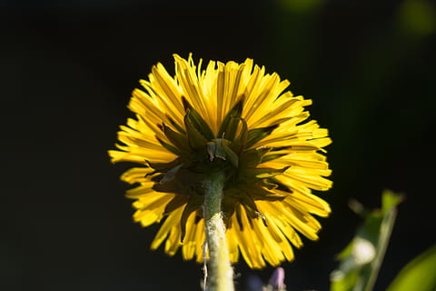 diente de león, contraluz, amarillo, rayos, brillante, botón de oro, flor silvestre, flor puntiaguda, Dom, flor, floración, verano, primavera, planta floreciendo, frescura, cabeza de flor, pétalo, planta, fragilidad, belleza en la naturaleza, inflorescencia, vulnerabilidad, de cerca, crecimiento, naturaleza, nadie, al aire libre, temas de animales, día, un animal, polen, 5K, CC0, dominio público, libre de derechos