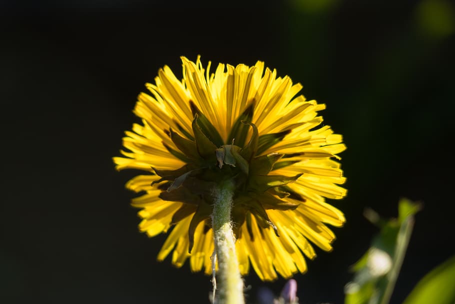 diente de león, contraluz, amarillo, rayos, brillante, botón de oro, flor silvestre, flor puntiaguda, Dom, flor, floración, verano, primavera, planta floreciendo, frescura, cabeza de flor, pétalo, planta, fragilidad, belleza en la naturaleza, inflorescencia, vulnerabilidad, de cerca, crecimiento, naturaleza, nadie, al aire libre, temas de animales, día, un animal, polen, 5K