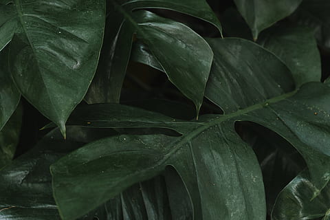 Hintergrund, leer, Farbe, kopieren sie platz, copyspace, Dekor, Dekoration, deliciosa, Design, Design Raum, bewirken, Element, Laub, Wald, Garten, Grün, Innere, Urwald, Blatt, Blätter, Material, Monstera, Natur, Pflanzenteil, Wachstum, grüne Farbe, Nahansicht, Pflanze, keine Leute, Schönheit in der Natur, Frische, Vollbild, Hintergründe, draußen, High Angle View, Tag, Essen und Trinken, Wasser, Land, Feld, Plantage, 5K, CC0, gemeinfrei, lizenzfrei