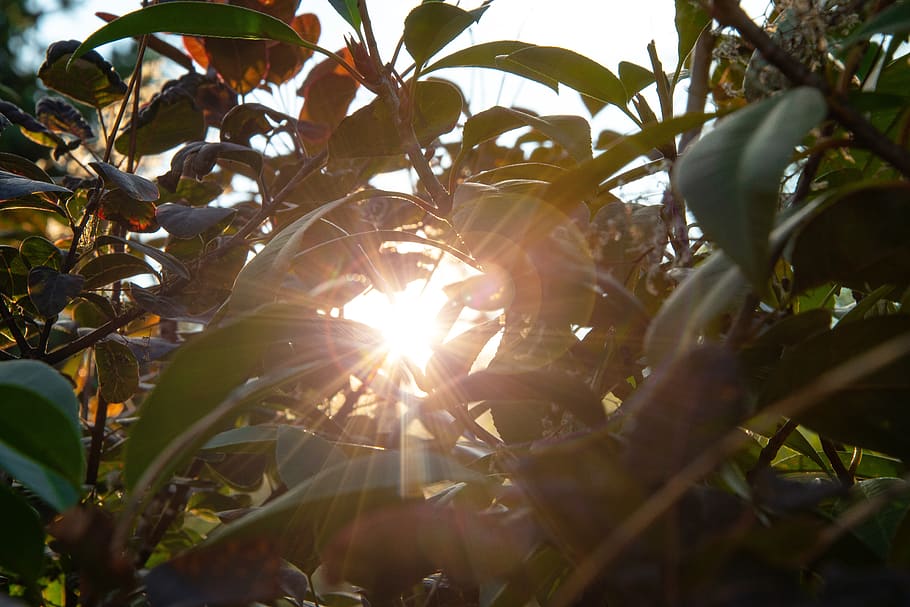 llum solar, perforació, arbre, fulles, flamarada, llum, suïssa, mühlethurnen, planta, flare de la lent, posta de sol, arbres, estiu, venes, gerra, flor, full, purpurina, begudes, beure, alcohol, licor, creixement, part de la planta, naturalesa, dia, bellesa a la natura, cap gent, vista d’angle baix, primer pla, a l'aire lliure, sol, raig de sol, cel, menjar, menjar i beguda, frescor, streaming, lluminós, 5K