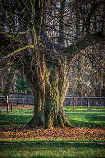 tree, old, strain, bark, plant, no people, nature, tree trunk, bare tree, park, land, trunk, grass, tranquility, day, branch, field, growth, beauty in nature, park - man made space, outdoors, landscape, tranquil scene, 5K, CC0, public domain, royalty free