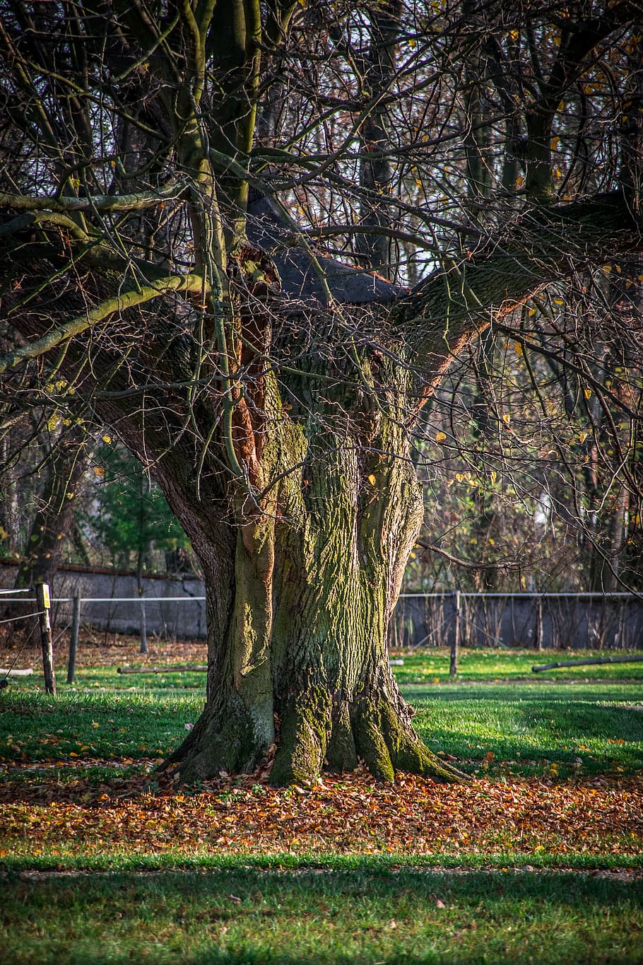 arbre, vell, tensió, escorça, planta, cap gent, naturalesa, tronc de l'arbre, arbre nu, parc, terra, tronc, herba, tranquil·litat, dia, branca, camp, creixement, bellesa a la natura, parc - l'home va fer espai, a l'aire lliure, paisatge, escena tranquil·la, 5K