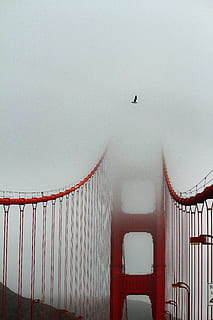 vermelho, ponte, dia, pássaro, animal, construção, ponte golden gate, corrimão, névoa, Ponte suspensa, São Francisco, Estados Unidos, natureza, viagem, gaivota, Goldengatebridge, ponte vermelha, explorar paisagem, explorar, paisagem nevoenta, nebuloso, céu, estrutura construída, arquitetura, ninguém, vertebrado, conexão, ponte - estrutura feita pelo homem, transporte, destinos de viagem, temas animais, vôo, ao ar livre, 5K, CC0, domínio público, royalty free