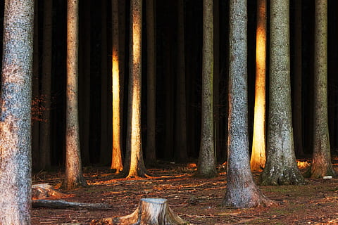 bosc, fosc, estrany, arbres, naturalesa, místic, secret, llum, tardor, misteriós, màgia, fantasia, foscor, trist, atmosfera, humor, cap gent, terra, tronc, tronc de l'arbre, dia, arbre, a l'aire lliure, remot, bellesa a la natura, escena no urbana, tranquil·litat, brutícia, escenics - natura, material de fusta, columna arquitectònica, arquitectura, bambú - planta, 4K, CC0, domini públic, lliure de regalies