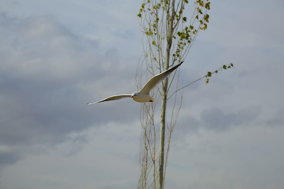 blanc, ploma, ocell, mid, aire, plomes, volant, gavina, temes d'animals, fauna animal, animal, animals a la natura, un animal, vertebrats, núvol - cel, cel, naturalesa, cap gent, planta, bellesa a la natura, dia, garza, centrar-se en primer pla, a l'aire lliure, vista d’angle baix, ocell aquàtic, egret, 2K