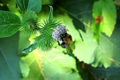 humlebi, Skov, insekt, natur, pollen, bestøvning, skygge, sollys, honning, hummel, flora, et dyr, dyr, dyre temaer, dyreliv, dyr i naturen, hvirvelløse, plante, grøn farve, vækst, plante del, blad, bi, tæt på, skønhed i naturen, fokus på forgrunden, ingen mennesker, dag, blomsterhoved, 5K, CC0, offentligt domæne, royaltyfrie