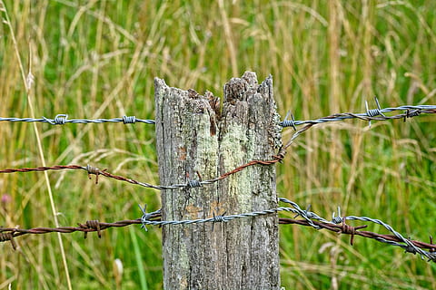 filferro espinós, publicació, vell, pila, tanca, demarcació, naturalesa, pals de fusta, pal de la tanca, cable, pastures, pila de fusta, prat, tanca de pastura, resistent, tanca de filferro de pues, primer pla, barrera, límit, centrar-se en primer pla, seguretat, protecció, planta, dia, cap gent, terra, material de fusta, camp, arbre, herba, a l'aire lliure, post de fusta, 5K, CC0, domini públic, lliure de regalies