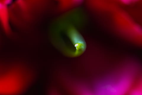 luce, verde, fiore, foglia, rosa, carina, bellissimo, eccezionale, natura, tulipano, bellezza, pianta, germoglio, neon, animale, insetto, invertebrato, lucciola, bagliore, muschio, avvicinamento, nessuno, messa a fuoco selettiva, rosso, mangiare sano, freschezza, bellezza nella natura, cibo e bevande, primo piano estremo, frutta, fotogramma intero, colore verde, cibo, all'aperto, sfondi, macro, astratto, 5K, CC0, dominio pubblico, privo di copyright