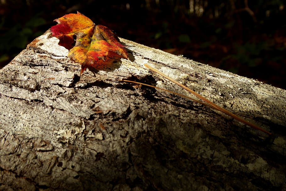 fallen, Wald, Blatt, Gold, Orange, Feuer, Kiefer, Nadeln, Stumpf, hell, Herbst, Jahreszeiten, zerbrechlich, keine Leute, Natur, Baum, Tag, Holz - Material, Nahansicht, Pflanzenteil, texturiert, Veränderung, draußen, orange Farbe, Pflanze, selektiver Fokus, Schönheit in der Natur, trocken, Rock, Rau, Baumstamm, Holz, Borke, 4K