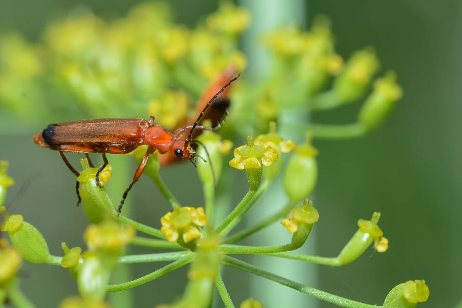 escarabat, macro, insecte, naturalesa, món animal, volant, animal, vermell, primer pla, ulls compostos, criatura, ampliació, temes d'animals, fauna animal, un animal, animals a la natura, invertebrat, planta, color verd, cap gent, enfocament selectiu, creixement, bellesa a la natura, dia, part de la planta, full, flor, planta amb flors, a l'aire lliure, polinització, 2K