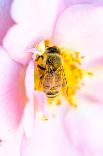 fotografia macro, groc, negre, abella, flor, macro, insecte, detall, petit, rosa, ala, pètal, pol·len, error, naturalesa, nèctar, mel d'abella, polinització, primer pla, mel, primavera, planta, estiu, flor única, animal, bellesa a la natura, a l'aire lliure, cap de flor, color verd, jardí formal, imatge en color, animals i mascotes, llit de flors, 4K, CC0, domini públic, lliure de regalies