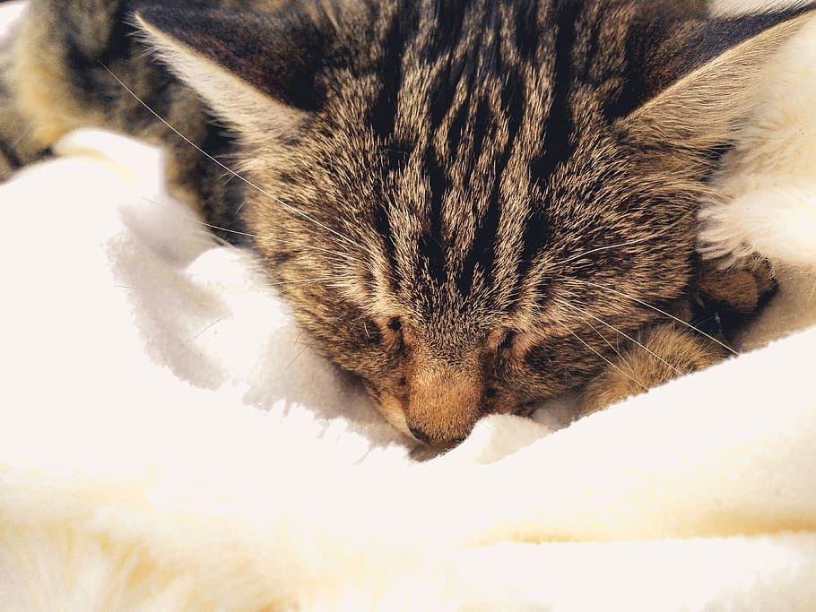 kat, varm, skarp, dyr, kæledyr, nuttet, lys, fluffy, et dyr, pattedyr, dyre temaer, indenlandske, husdyr, hvirveldyr, lempelse, indenlandske kat, feline, tæt på, indendørs, ingen mennesker, seng, hvilende, sovende, dyr kropsdel, lukkede øjne, bakkenbart, dyr hoved, 4K