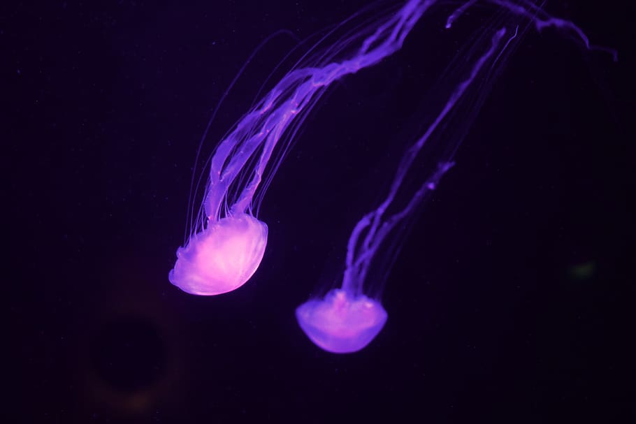dos meduses blanques, meduses, animal, invertebrat, la vida marina, aquari, dubai, aqua, la cambra perduda, humà, persona, cloïssa, petxina de mar, anemone de mar, aigua, aquàtics, peix, manta ray, esponja animal, compàs de compàs, snorkel, sota l'aigua, marí, nedar, animals a la natura, temes d'animals, fauna animal, mar, submarí, grup d’animals, cap gent, naturalesa, primer pla, blau, tentacle, flotant a l'aigua, a l'aire lliure, porpra, fons negre, lluminositat, 4K