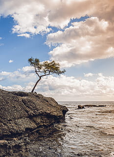 natura, albero, nuvole, costa, roccia, cielo, blu, paesaggio, verticale, solo, inverno, nuvola - cielo, acqua, mare, bellezza nella natura, roccia - oggetto, terra, scenics - natura, solido, la tranquillità, spiaggia, scena tranquilla, nessuno, orizzonte, giorno, formazione rocciosa, all'aperto, orizzonte sull'acqua, costa rocciosa, 5K, CC0, dominio pubblico, privo di copyright