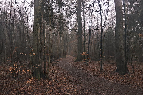 brune gangsti, jord, plante, træ, træstamme, lake esrum, Danmark, vej, grus, grusvej, sti, birk, redwood, udendørs, natur, Skov, vegetation, ro, bagagerum, ikke-urbane scene, rolig scene, efterår, dag, scenics - natur, skønhed i naturen, retning, vækst, vejen frem, landskab, bare træ, ingen mennesker, lave om, 5K, CC0, offentligt domæne, royaltyfrie