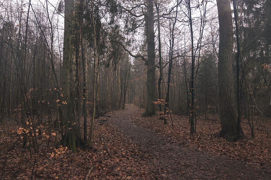 brune gangsti, jord, plante, træ, træstamme, lake esrum, Danmark, vej, grus, grusvej, sti, birk, redwood, udendørs, natur, Skov, vegetation, ro, bagagerum, ikke-urbane scene, rolig scene, efterår, dag, scenics - natur, skønhed i naturen, retning, vækst, vejen frem, landskab, bare træ, ingen mennesker, lave om, 5K