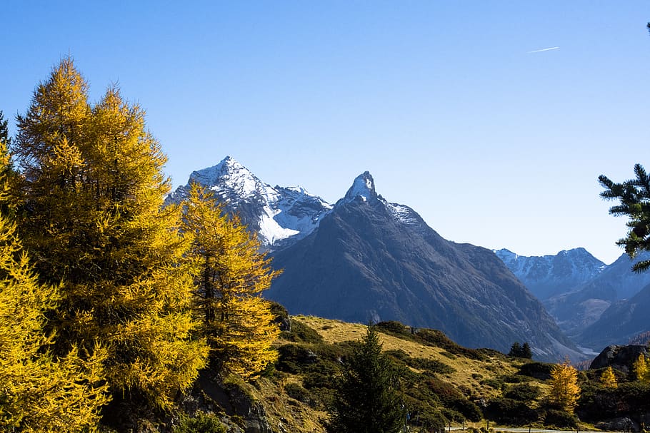 Berge, Schnee, fallen, Kiefer, Herbstfarben, Farben, Gelb, blauer Himmel, klar, Landschaft, Natur, wunderschönen, Pinus, Baum, Berg, Schönheit in der Natur, Pflanze, Szenen - Natur, Ruhe, ruhige Szene, Himmel, Gebirge, Winter, keine Leute, klarer Himmel, Nicht-städtische Szene, kalte Temperatur, Tag, Umgebung, idyllisch, draußen, Veränderung, schneebedeckter Berg, Gipfel, 5K