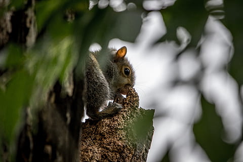 gris, écureuil, arbre, rongeur, animal, mammifère, oiseau, aliments, en mangeant, Roche, ordinateur, électronique, Matériel, Souris, médecin, légume, plante, écrou, accipiter, étiquette, texte, faune, thèmes animaux, la faune des animaux, un animal, animaux à l'état sauvage, fermer, personne, tamia, tronc d'arbre, la nature, tronc, journée, vertébré, en plein air, branche, 5K, CC0, domaine public, libre de droits