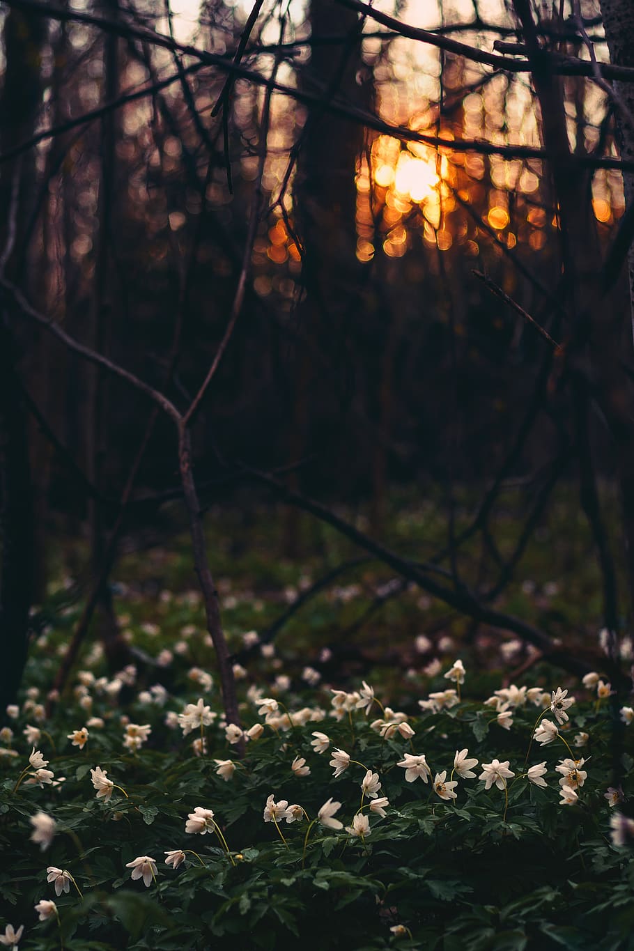hvid, blomsterfelt, kviste, grene, mørke, miljø, flora, blomster, Skov, vækst, landskab, Moder Natur, planter, sol, solnedgang, træer, plante, træ, jord, natur, skønhed i naturen, ro, ingen mennesker, blomst, blomstrende plante, sollys, dag, udendørs, rolig scene, fokus på forgrunden, scenics - natur, selektiv fokusering, afdeling, 5K