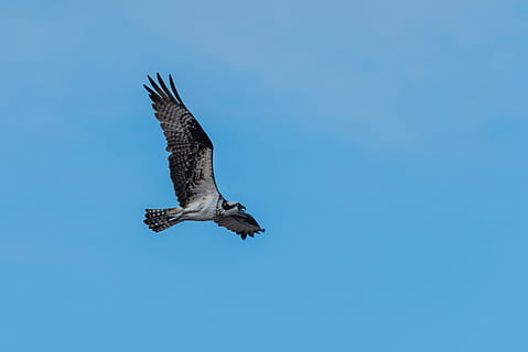 brun fugl, fugl, dyr, musvåge, høg, Forenede Stater, gilgo-eg strand-captree, capteboat bassin, raptor, himmel, blå, luft, ørn, kite bird, næb, fugle øje, fiskeørn, flyvningen, blå himmel, vinger, kløer, flyvende, dyr i naturen, dyreliv, dyre temaer, et dyr, hvirveldyr, spredte vinger, rovfugl, lav vinkel visning, skyfri himmel, ingen mennesker, natur, Midt i luften, kopiere plads, dag, fuld længde, udendørs, falk - fugl, 2K, CC0, offentligt domæne, royaltyfrie