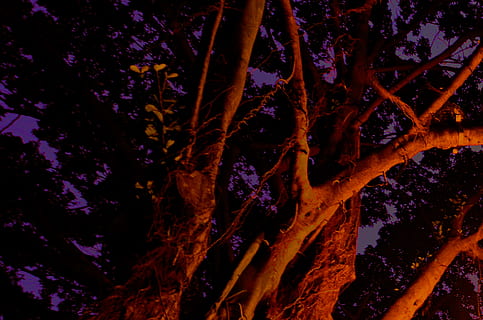 green, leaf tree, night time, tree, outdoors, light, forest, nature, trees, leaves, abstract, woodland, leaf, silhouette, night, flora, plant, conifer, glitter, birch, oak, art, modern art, growth, beauty in nature, no people, tree trunk, trunk, tranquility, branch, low angle view, full frame, backgrounds, flower, flowering plant, tranquil scene, scenics - nature, 4K, CC0, public domain, royalty free