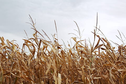 Maisfeld, grau, Himmel, Weizen, Flora, Lebensmittel, Korn, Pflanze, produzieren, Gemüse, Maurerstadt, Vereinigte Staaten, North Iowa Area Community College, Gras, Mais, Feld, bedeckt, natürlich, Iowa, wolkig, Bauernhof, ländlich, Landwirtschaft, Wachstum, Ernte, Getreidepflanze, ländliche Szene, Landschaft, Ruhe, Natur, Land, keine Leute, Schönheit in der Natur, Tag, wolke - himmel, Umgebung, Nahansicht, Stiel, Hafer - Ernte, 5K, CC0, gemeinfrei, lizenzfrei