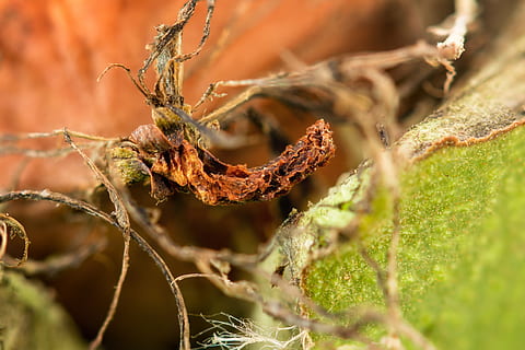 noguera, shell, macro, obert, madur, stengel, tija, bio, vitamines, saludable, trencat, planta, enfocament selectiu, cap gent, naturalesa, primer pla, arbre, dia, part de la planta, creixement, terra, a l'aire lliure, bellesa a la natura, centrar-se en primer pla, full, sec, temes d'animals, animal, molsa, tranquil·litat, bosc, planta morta, 4K, CC0, domini públic, lliure de regalies