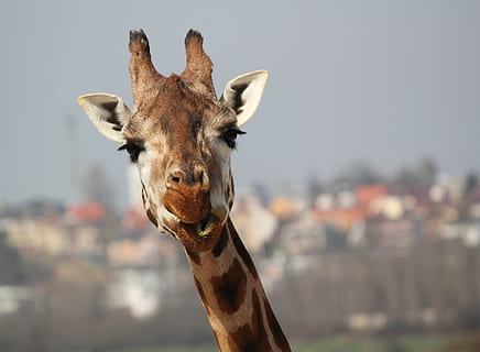girafa marrom, um animal, temas animais, animal, mamífero, girafa, parte do corpo animal, focar em primeiro plano, animais selvagens, animais em estado selvagem, cabeça de animal, pescoço de animal, vertebrado, natureza, dia, fechar-se, olhando para a câmera, retrato, ninguém, animais domésticos, ao ar livre, herbívoro, 4K, CC0, domínio público, royalty free