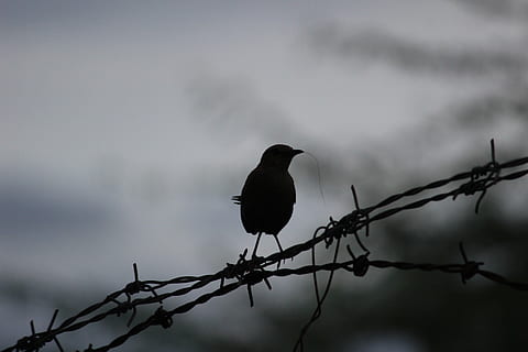 černý pták, pták, prohlížení, obratlovců, zvířata ve volné přírodě, zvířat, zvíře, plot, nebe, jednoho zvířete, ochrana, bezpečnost, hranice, bariéra, nikdo, bezpečnostní, ostnatý drát, Příroda, den, kov, venku, 5K, CC0, veřejná doména, bez autorských práv