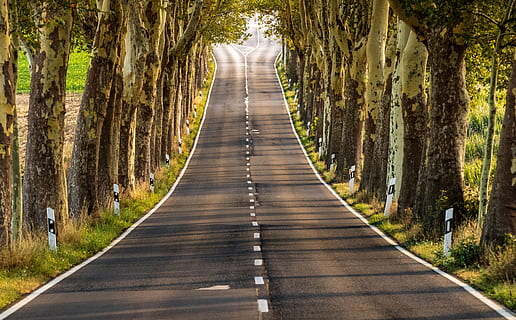 viale, strada, paesaggio, alberi, natura, viale alberato, tetto a foglia, ombra, Germania, la strada davanti, direzione, albero, pianta, tronco, tronco d'albero, prospettiva decrescente, foresta, terra, la tranquillità, giorno, sentiero, mezzi di trasporto, crescita, nessuno, all'aperto, scena tranquilla, punto di fuga, treelined, bosco, lungo, 5K, CC0, dominio pubblico, privo di copyright