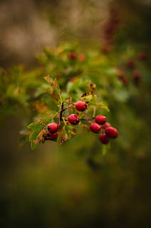 rosso, frutta, verde, foglia, pianta, all'aperto, natura, sfocatura, bokeh, cibo e bevande, cibo, mangiare sano, crescita, freschezza, frutti di bosco, concentrarsi sulle conoscenze acquisite, avvicinamento, nessuno, bellezza nella natura, giorno, messa a fuoco selettiva, parte vegetale, albero, maturo, sorbe, 4K, CC0, dominio pubblico, privo di copyright