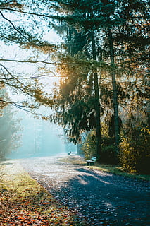 árvore de folhas verdes, árvore, plantar, Banco, estrada, cascalho, estrada de terra, luz solar, caminho, mobília, leve, clarão, tronco de árvore, cenário, natureza, ao ar livre, parque, céu, Dom, alcatrão, asfalto, beleza na natureza, tranquilidade, cena tranquila, crescimento, ninguém, dia, terra, floresta, scenics - natureza, direção, cena não urbana, outono, transporte, o caminho a seguir, agua, mudança, 5K, CC0, domínio público, royalty free