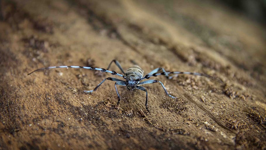 animals, insectes, errors, blau, negre, brutícia, sòl, marró, macro, encara, bokeh, fauna animal, un animal, animals a la natura, temes d'animals, animal, invertebrat, insecte, enfocament selectiu, primer pla, aràcnids, cap gent, aranya, part del cos dels animals, naturalesa, dia, artròpode, a l'aire lliure, cames d’animal, centrar-se en primer pla, zoologia, 5K