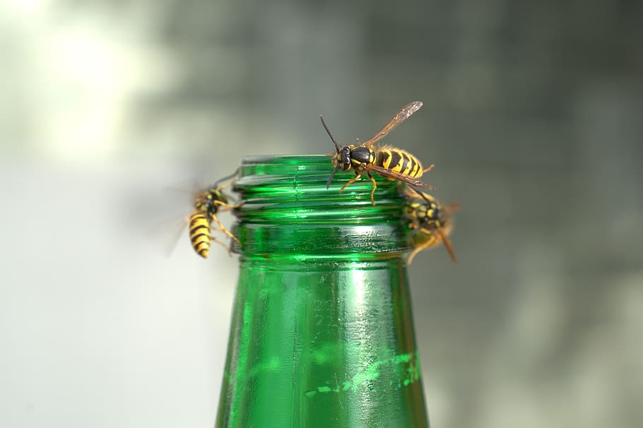 les vespes de la plaga, Vespa, atac, picada, perillós, enfadat, pertorbat, por, ampolla, estiu, beure, color verd, primer pla, centrar-se en primer pla, animal, temes d'animals, invertebrat, cap gent, insecte, fauna animal, animals a la natura, naturalesa, un animal, a l'aire lliure, vidre - material, dia, frescor, contenidor, transparent, enfocament selectiu, vidre, 4K