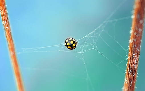shallow, focus photography, black, yellow, spider, web, beetle, branches, bug, caught, close-up, cobweb, insect, ladybug, macro, spiderweb, wildlife, invertebrate, animal themes, spider web, animal, arachnid, one animal, arthropod, animals in the wild, fragility, animal wildlife, nature, focus on foreground, day, vulnerability, no people, outdoors, selective focus, butterfly - insect, 4K, CC0, public domain, royalty free